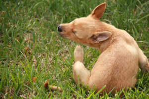 flea and tick treatment stony brook animal hospital